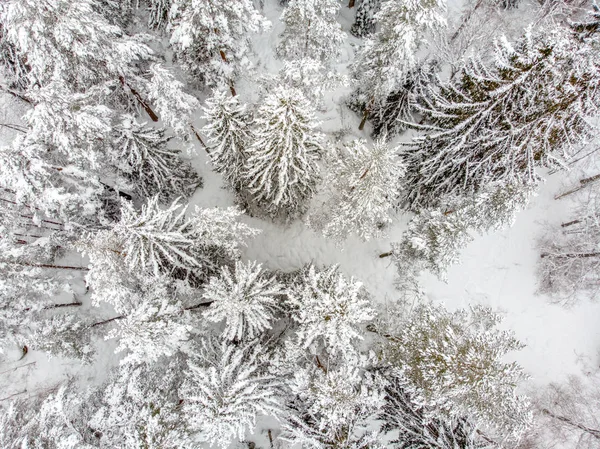 Die Immergrünen Bäume Sind Schön Wenn Sie Mit Schnee Bedeckt — Stockfoto