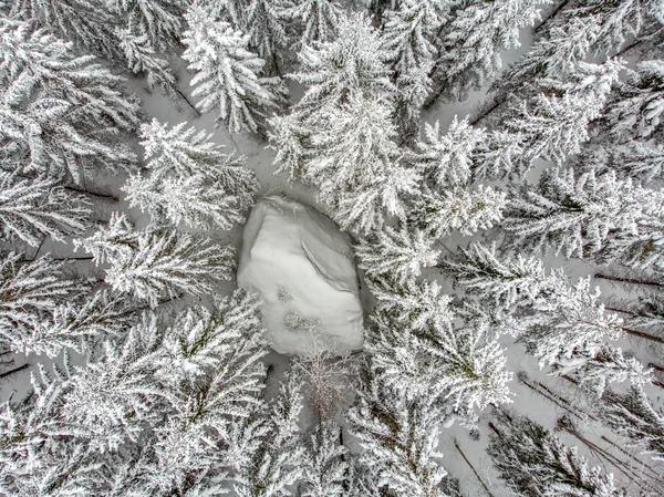 雪覆盖的常青树是美丽的 — 图库照片