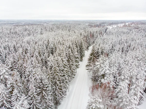 Jehličnaté Stromy Jsou Krásné Když Pod Sněhem — Stock fotografie