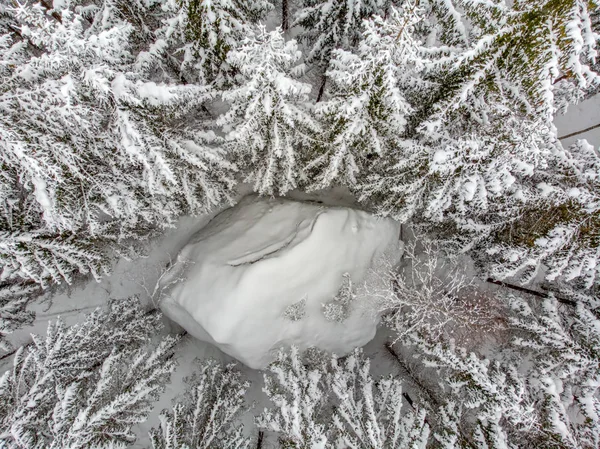 Groenblijvende Bomen Zijn Mooi Wanneer Bedekt Met Sneeuw — Stockfoto