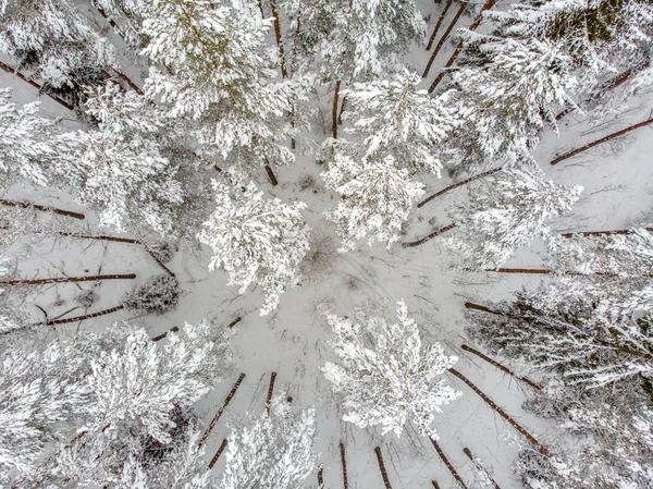 Die Immergrünen Bäume Sind Schön Wenn Sie Mit Schnee Bedeckt — Stockfoto