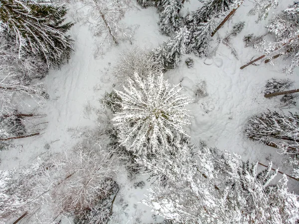 Evergreen Trees Beautiful Covered Snow — Stock Photo, Image