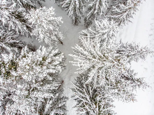 雪覆盖的常青树是美丽的 — 图库照片