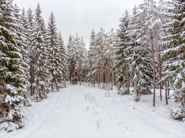 Les Arbres Sempervirents Sont Beaux Lorsqu Ils Sont Couverts Neige — Photo