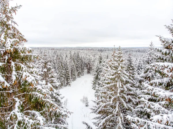 Les Arbres Sempervirents Sont Beaux Lorsqu Ils Sont Couverts Neige — Photo