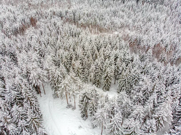 The evergreen trees are beautiful when covered in snow