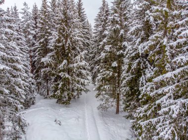 Yaprak dökmeyen ağaçlar karla kaplı zaman güzel