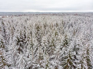 Yaprak dökmeyen ağaçlar karla kaplı zaman güzel