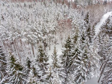 Yaprak dökmeyen ağaçlar karla kaplı zaman güzel