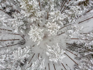 Yaprak dökmeyen ağaçlar karla kaplı zaman güzel