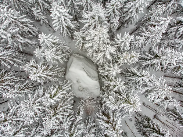 Die Immergrünen Bäume Sind Schön Wenn Sie Mit Schnee Bedeckt — Stockfoto