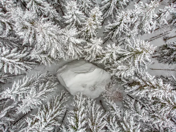 Árvores Perenes São Bonitas Quando Cobertas Neve — Fotografia de Stock
