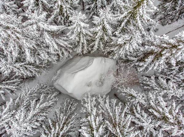 Die Immergrünen Bäume Sind Schön Wenn Sie Mit Schnee Bedeckt — Stockfoto