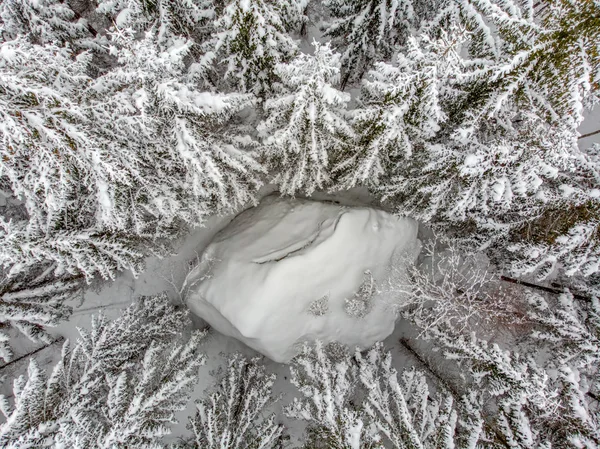 Vintergröna Träd Vackra Täckt Snö — Stockfoto