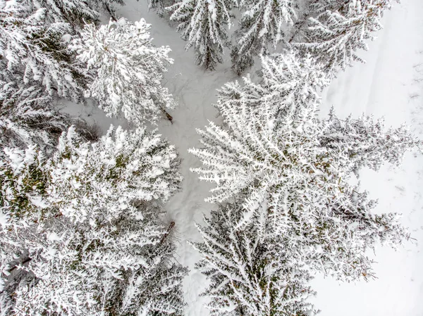 Die Immergrünen Bäume Sind Schön Wenn Sie Mit Schnee Bedeckt — Stockfoto