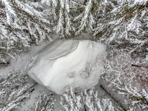 Les Arbres Sempervirents Sont Beaux Lorsqu Ils Sont Couverts Neige — Photo