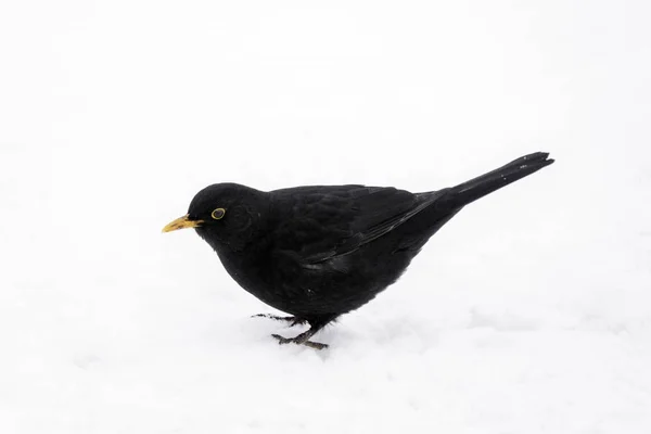 Amsel — Stockfoto