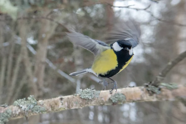 Great tit — Stock Photo, Image