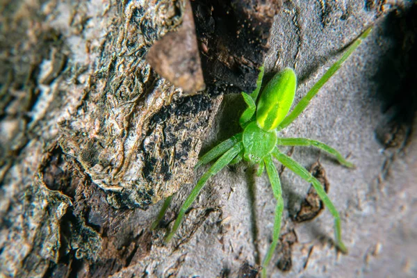 緑のハンツマン クモ — ストック写真