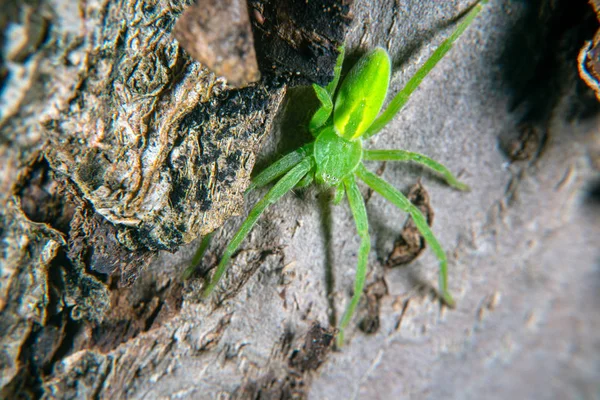 Green huntsman spider