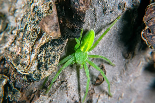 Zöld huntsman pók — Stock Fotó