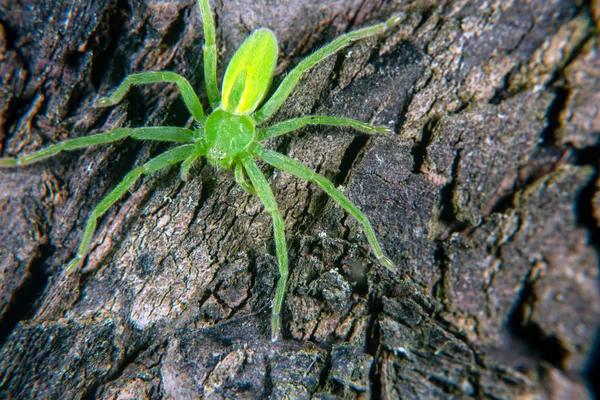 Aranha caçador verde — Fotografia de Stock