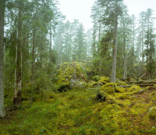 Ycke-Naturschutzgebiet — Stockfoto