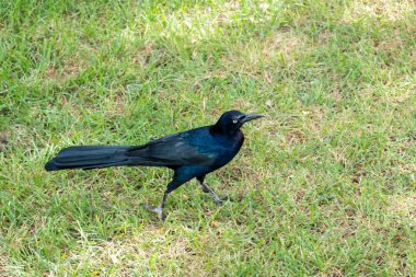 Yaygın Grackle erkeği