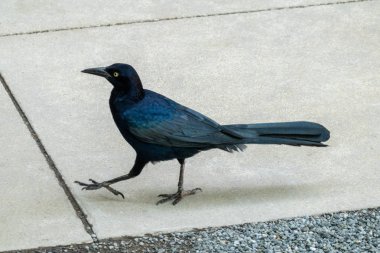 Yaygın Grackle erkeği