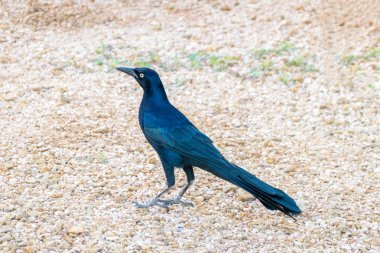 Yaygın Grackle erkeği