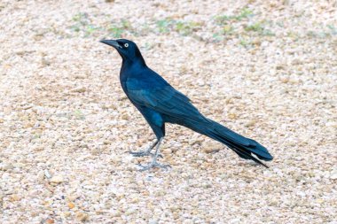 Yaygın Grackle erkeği