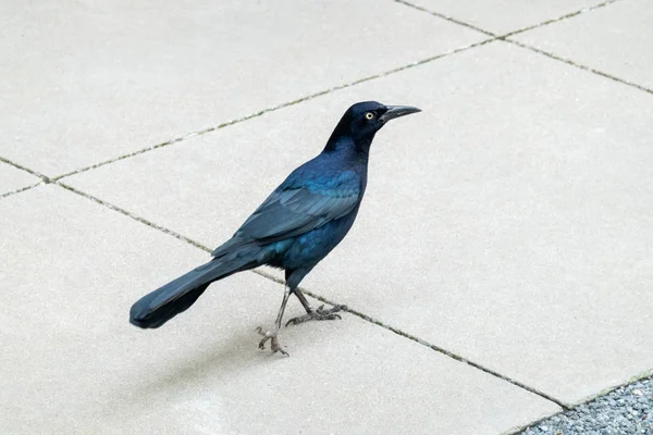 Grackle commune mâle — Photo