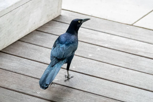 Grackle commune mâle — Photo