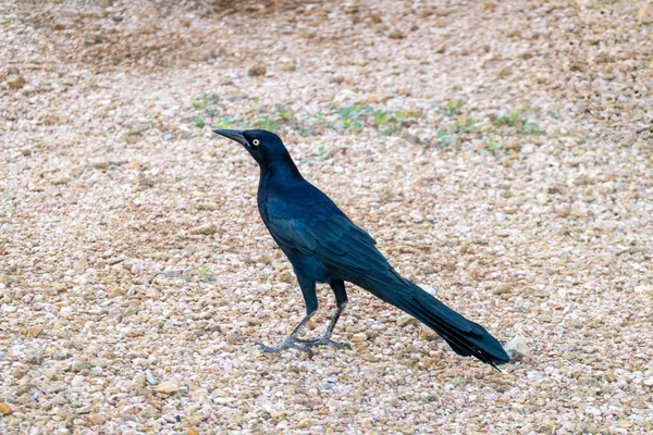 Gemeines Grackle-Männchen — Stockfoto