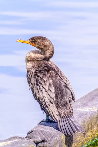 Double-crested cormoran — ストック写真