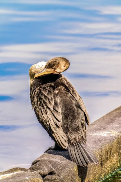 Kormoran dwuczuby — Zdjęcie stockowe