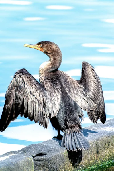 Double-crested cormoran — ストック写真