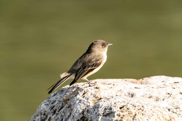 Östliche Phoebe — Stockfoto