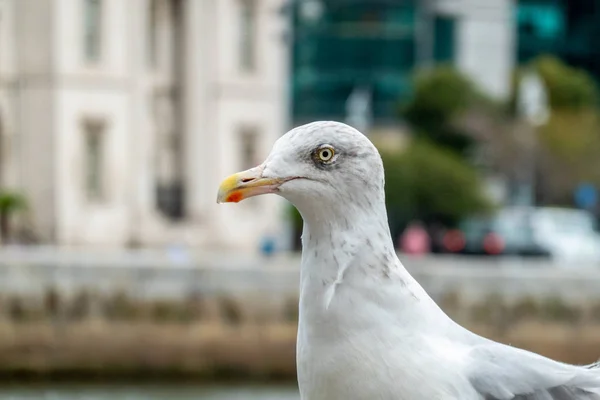 European herring gull — Stock Photo, Image