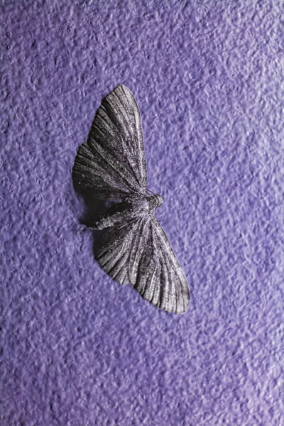 Vlinder uit de familie van de spanners (Geometridae) — Stockfoto