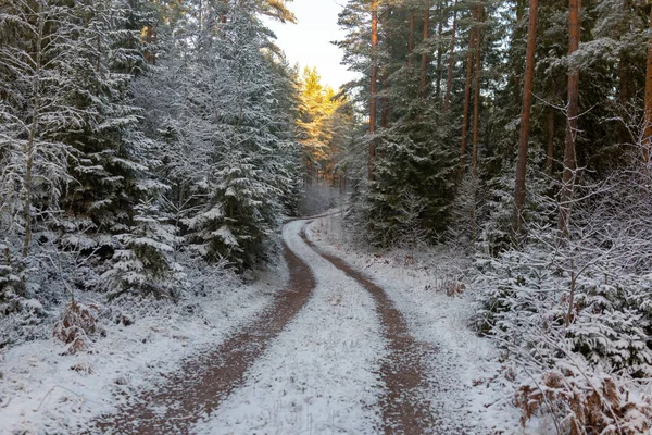 Neuschnee — Stockfoto