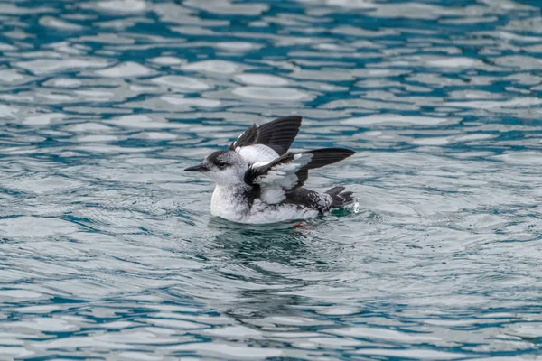 Islandzki czarny Guillemot — Zdjęcie stockowe