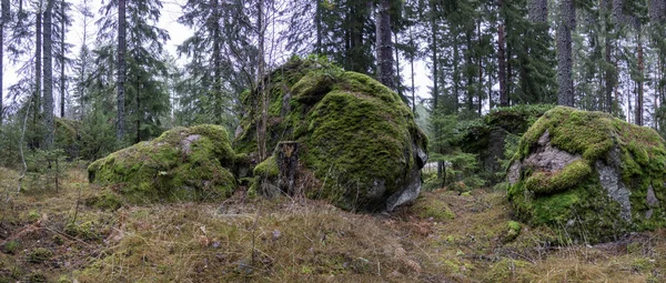 Floresta no inverno Imagem De Stock