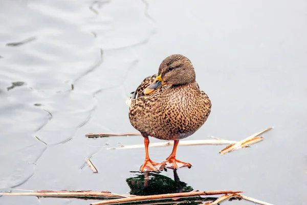 Mallard Hembra Sobre Hielo — Foto de Stock