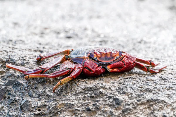 Granchio Roccia Rossa Grapsus Adscensionis Vicino All Acqua — Foto Stock