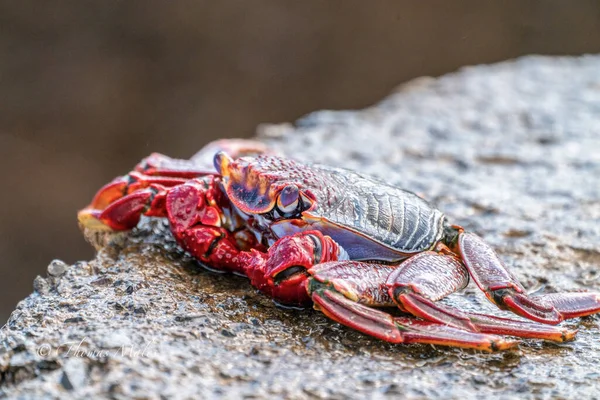 Granchio Roccia Rossa Grapsus Adscensionis Vicino All Acqua — Foto Stock