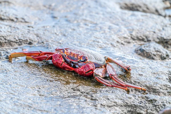 Granchio Roccia Rossa Grapsus Adscensionis Vicino All Acqua — Foto Stock