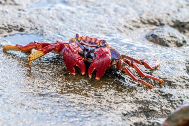 Kırmızı kaya yengeci, Grapsus adscension is by the water