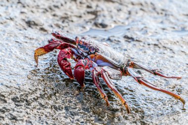 Red rock crab , Grapsus adscensionis by the water clipart