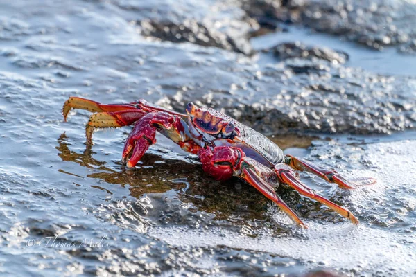 Red Rock Crab Grapsus Adscensionis Water — Stock Photo, Image